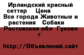 Ирландский красный сеттер. › Цена ­ 30 000 - Все города Животные и растения » Собаки   . Ростовская обл.,Гуково г.